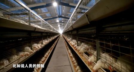 疫情當(dāng)前，家禽養(yǎng)殖防病指南 筑牢生物安全防線