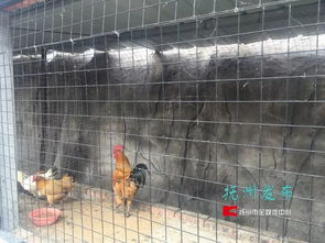 夢湖動物園 當“動物園”邂逅家禽養殖，一場關于認知與期待的碰撞