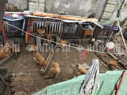 小區藏匿300多只雞？！城管街道聯合出擊還居民寧靜生活